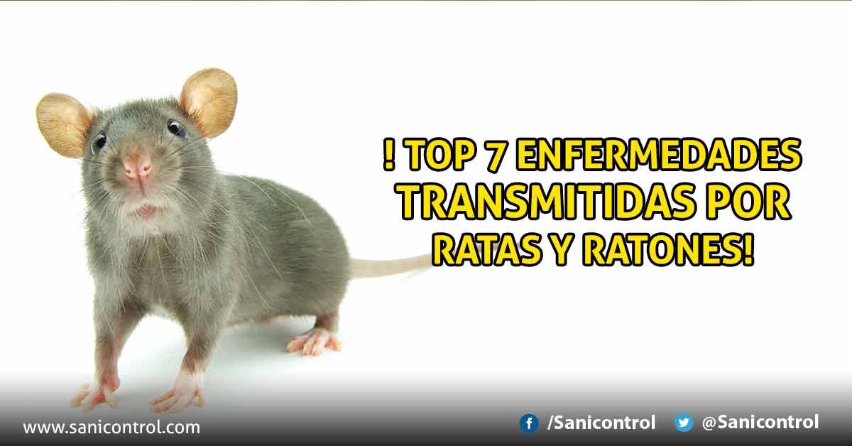 imagen de un raton con titulo de enfermedades transmitidas